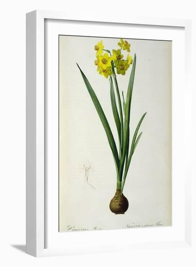 Narcissus Lazetta, from `'Plantae Selectae' by Christoph Jakob Trew-Pierre-Joseph Redouté-Framed Giclee Print