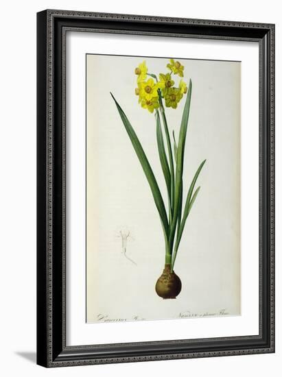 Narcissus Lazetta, from `'Plantae Selectae' by Christoph Jakob Trew-Pierre-Joseph Redouté-Framed Giclee Print