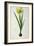 Narcissus Lazetta, from `'Plantae Selectae' by Christoph Jakob Trew-Pierre-Joseph Redouté-Framed Giclee Print