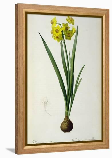 Narcissus Lazetta, from `'Plantae Selectae' by Christoph Jakob Trew-Pierre-Joseph Redouté-Framed Premier Image Canvas