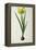 Narcissus Lazetta, from `'Plantae Selectae' by Christoph Jakob Trew-Pierre-Joseph Redouté-Framed Premier Image Canvas