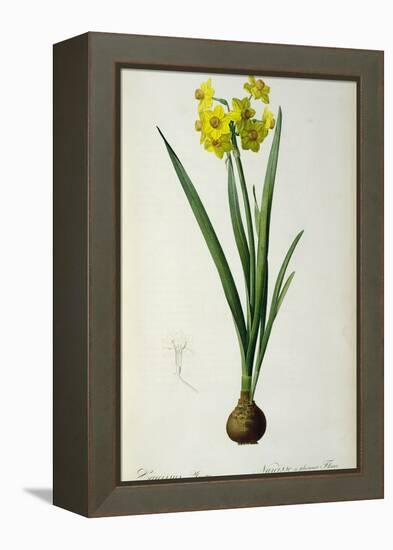 Narcissus Lazetta, from `'Plantae Selectae' by Christoph Jakob Trew-Pierre-Joseph Redouté-Framed Premier Image Canvas