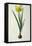 Narcissus Lazetta, from `'Plantae Selectae' by Christoph Jakob Trew-Pierre-Joseph Redouté-Framed Premier Image Canvas