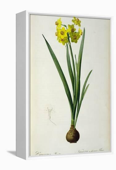 Narcissus Lazetta, from `'Plantae Selectae' by Christoph Jakob Trew-Pierre-Joseph Redouté-Framed Premier Image Canvas