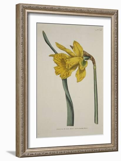 Narcissus Major (Great Daffodil), from the Botanical Magzaine or Flower Garden Displayed, Pub. 1793-English School-Framed Giclee Print