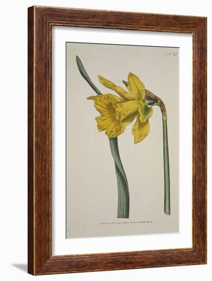 Narcissus Major (Great Daffodil), from the Botanical Magzaine or Flower Garden Displayed, Pub. 1793-English School-Framed Giclee Print