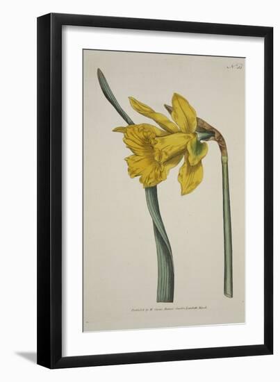 Narcissus Major (Great Daffodil), from the Botanical Magzaine or Flower Garden Displayed, Pub. 1793-English School-Framed Giclee Print