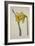 Narcissus Major (Great Daffodil), from the Botanical Magzaine or Flower Garden Displayed, Pub. 1793-English School-Framed Giclee Print