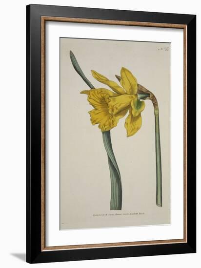 Narcissus Major (Great Daffodil), from the Botanical Magzaine or Flower Garden Displayed, Pub. 1793-English School-Framed Giclee Print