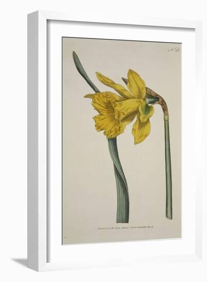 Narcissus Major (Great Daffodil), from the Botanical Magzaine or Flower Garden Displayed, Pub. 1793-English School-Framed Giclee Print