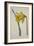 Narcissus Major (Great Daffodil), from the Botanical Magzaine or Flower Garden Displayed, Pub. 1793-English School-Framed Giclee Print