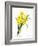 Narcissus (N. Tazetta)-null-Framed Giclee Print