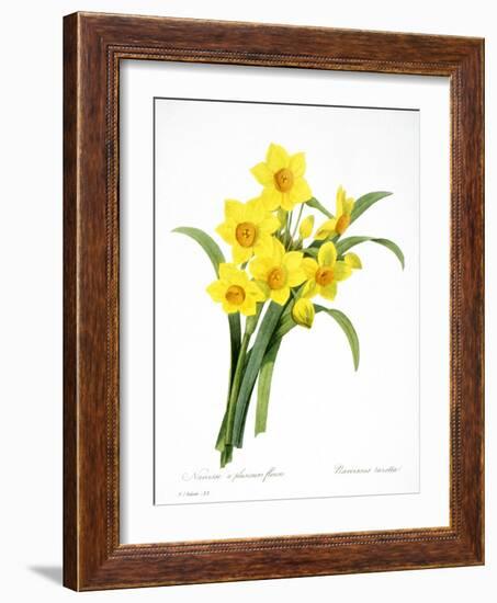 Narcissus (N. Tazetta)-null-Framed Giclee Print