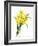 Narcissus (N. Tazetta)-null-Framed Giclee Print