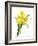 Narcissus (N. Tazetta)-null-Framed Giclee Print