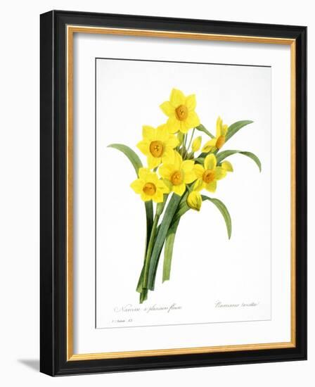 Narcissus (N. Tazetta)-null-Framed Giclee Print