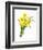 Narcissus (N. Tazetta)-null-Framed Giclee Print