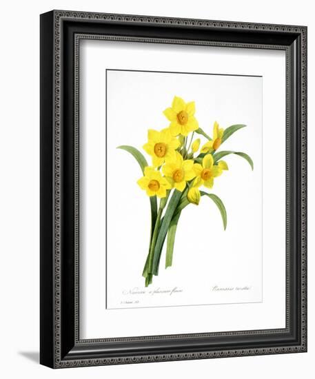 Narcissus (N. Tazetta)-null-Framed Giclee Print