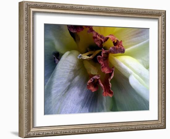 Narcissus (Narcissus)-Angela Marsh-Framed Photographic Print
