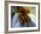 Narcissus (Narcissus)-Angela Marsh-Framed Photographic Print