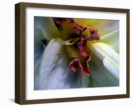 Narcissus (Narcissus)-Angela Marsh-Framed Photographic Print