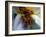 Narcissus (Narcissus)-Angela Marsh-Framed Photographic Print