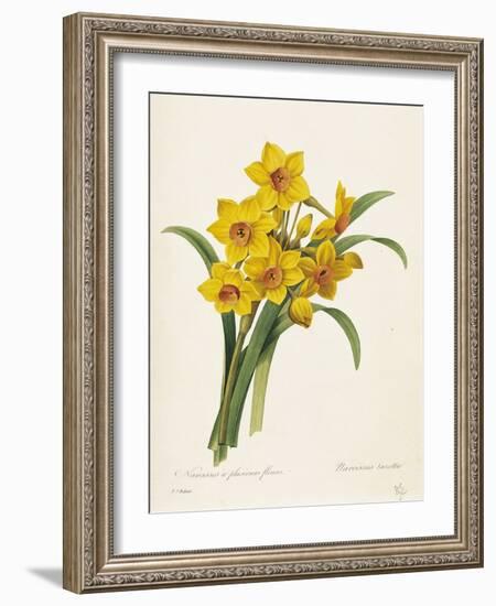 Narcissus-Pierre-Joseph Redouté-Framed Giclee Print