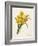 Narcissus-Pierre-Joseph Redouté-Framed Giclee Print