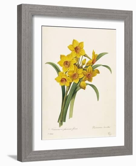 Narcissus-Pierre-Joseph Redouté-Framed Giclee Print