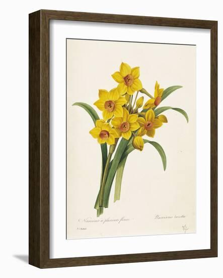 Narcissus-Pierre-Joseph Redouté-Framed Giclee Print