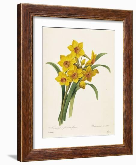 Narcissus-Pierre-Joseph Redouté-Framed Giclee Print