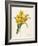 Narcissus-Pierre-Joseph Redouté-Framed Giclee Print