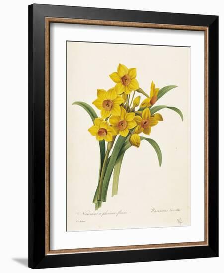 Narcissus-Pierre-Joseph Redouté-Framed Giclee Print