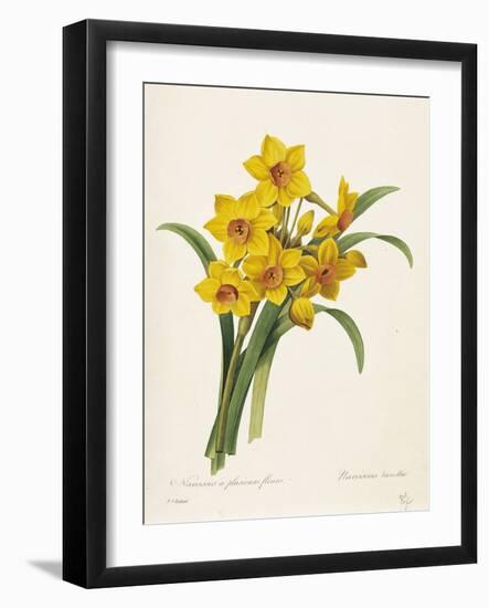 Narcissus-Pierre-Joseph Redouté-Framed Giclee Print