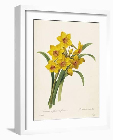 Narcissus-Pierre-Joseph Redouté-Framed Giclee Print