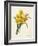 Narcissus-Pierre-Joseph Redouté-Framed Giclee Print