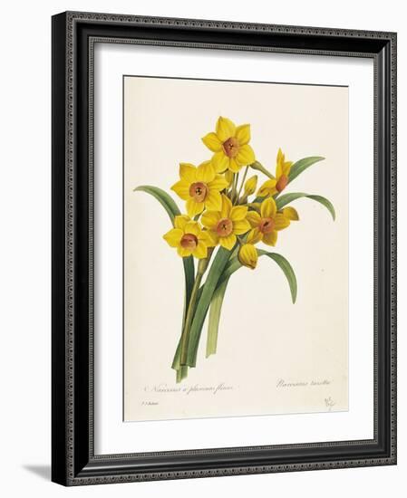 Narcissus-Pierre-Joseph Redouté-Framed Giclee Print