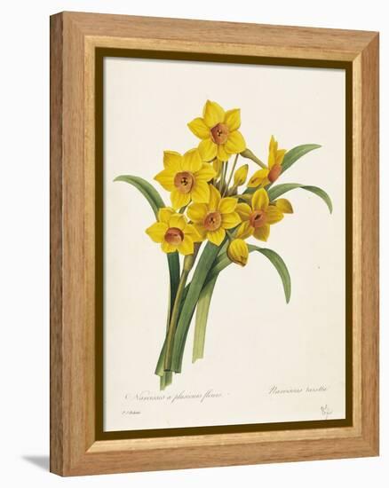 Narcissus-Pierre-Joseph Redouté-Framed Premier Image Canvas