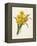 Narcissus-Pierre-Joseph Redouté-Framed Premier Image Canvas