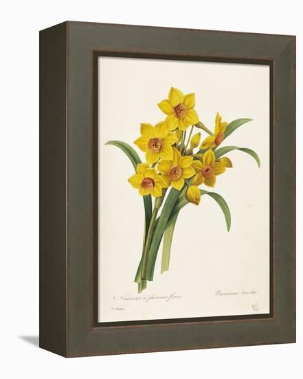 Narcissus-Pierre-Joseph Redouté-Framed Premier Image Canvas