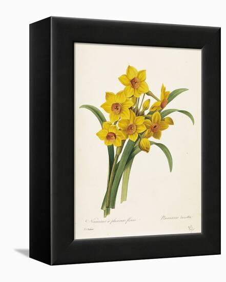 Narcissus-Pierre-Joseph Redouté-Framed Premier Image Canvas