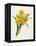 Narcissus-Pierre-Joseph Redouté-Framed Premier Image Canvas