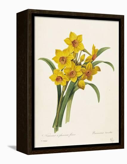 Narcissus-Pierre-Joseph Redouté-Framed Premier Image Canvas