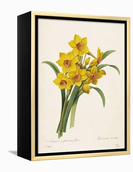 Narcissus-Pierre-Joseph Redouté-Framed Premier Image Canvas