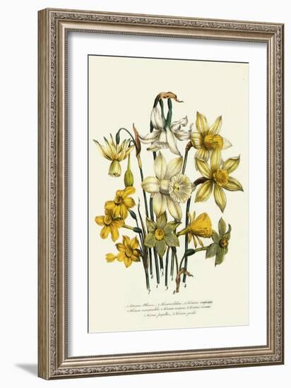 Narcissus-null-Framed Giclee Print