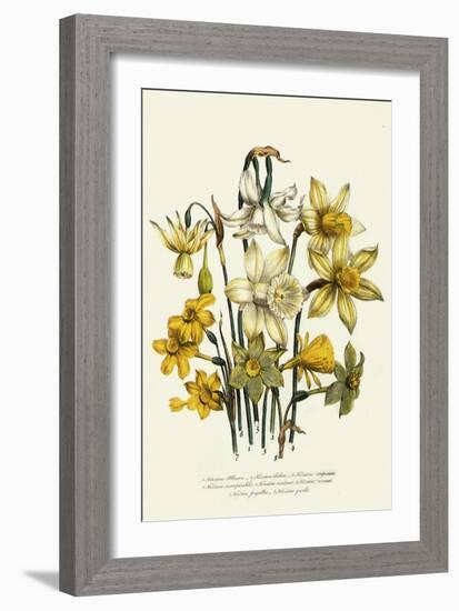 Narcissus-null-Framed Giclee Print