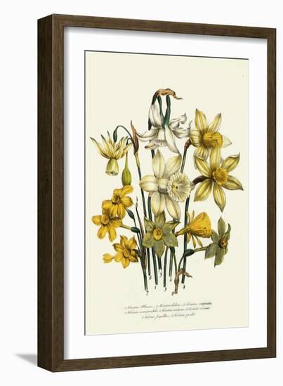 Narcissus-null-Framed Giclee Print