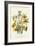 Narcissus-null-Framed Giclee Print