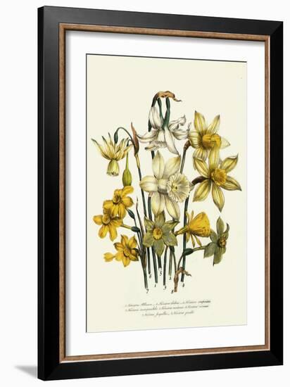 Narcissus-null-Framed Giclee Print