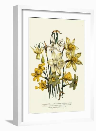 Narcissus-null-Framed Giclee Print